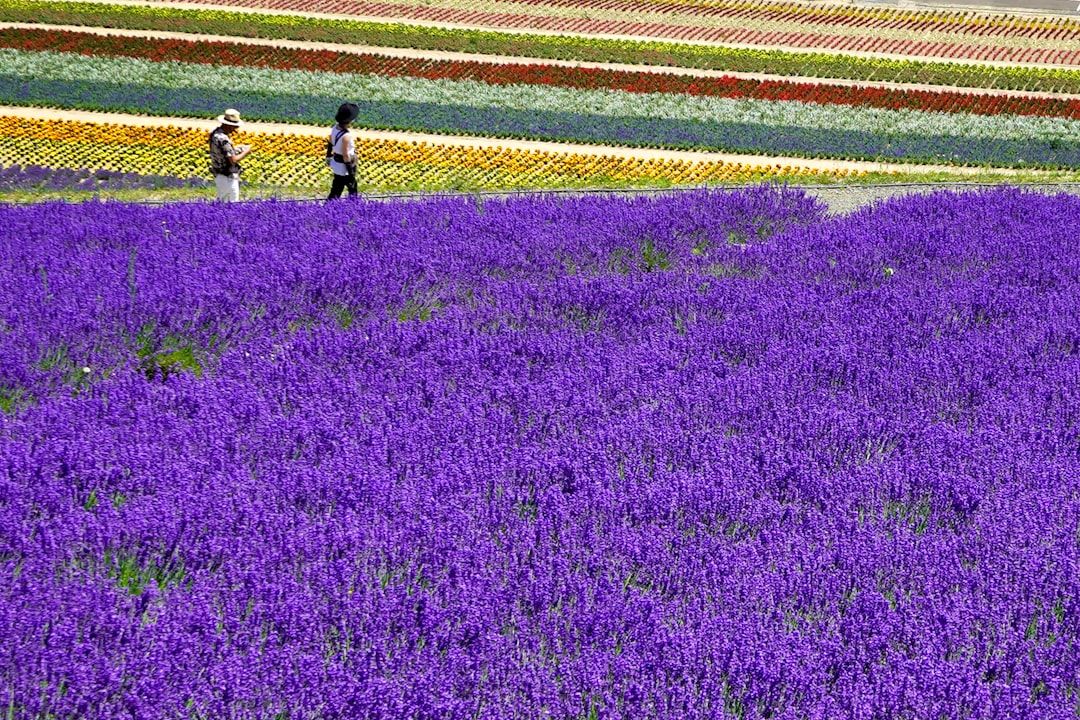 The paperwork in Furano