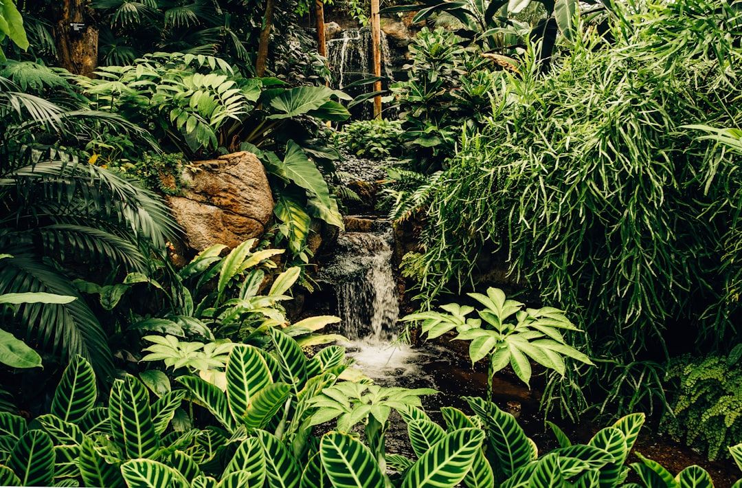 A lush rainforest waterfall in the Great Otway National Park, Victoria, Australia.